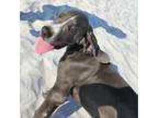 Great Dane Puppy for sale in Port Richey, FL, USA