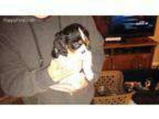 Cavalier King Charles Spaniel Puppy for sale in Stover, MO, USA