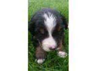 Bernese Mountain Dog Puppy for sale in Morrison, IL, USA