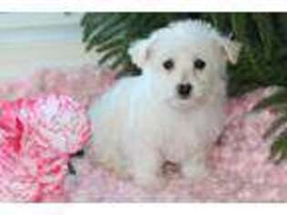 West Highland White Terrier Puppy for sale in Rock Stream, NY, USA