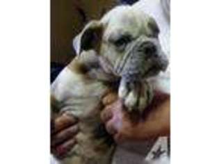 Olde English Bulldogge Puppy for sale in CONCORD, NH, USA