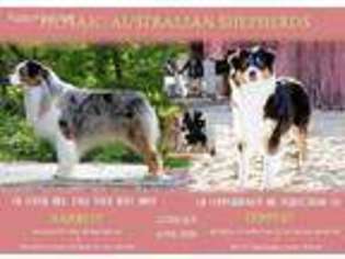 Australian Shepherd Puppy for sale in Broken Arrow, OK, USA