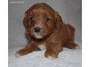 Cavapoo Puppy for sale in Allenwood, PA, USA