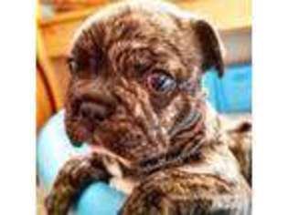 French Bulldog Puppy for sale in Yucaipa, CA, USA