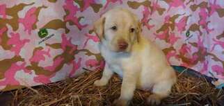 Labrador Retriever Puppy for sale in Jourdanton, TX, USA