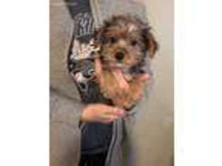 Yorkshire Terrier Puppy for sale in Altus, AR, USA