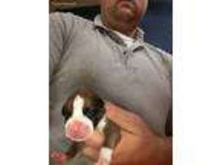 Boxer Puppy for sale in Saginaw, MI, USA