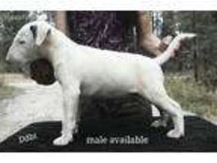 Bull Terrier Puppy for sale in Spokane, WA, USA