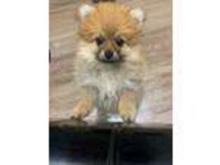 Pomeranian Puppy for sale in Bridgewater, MA, USA