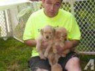 Golden Retriever Puppy for sale in LANSDALE, PA, USA