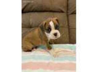 Boxer Puppy for sale in Waynesboro, TN, USA