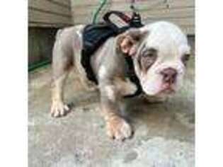 Bulldog Puppy for sale in Roselle, NJ, USA