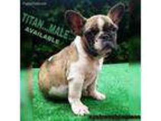 French Bulldog Puppy for sale in Clifton, NJ, USA