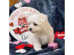 Maltese Puppy for sale in Beebe, AR, USA