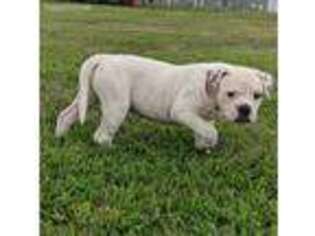 American Bulldog Puppy for sale in Farina, IL, USA