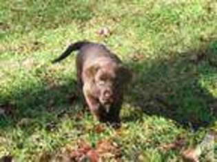 Labrador Retriever Puppy for sale in CHRISTIANA, DE, USA