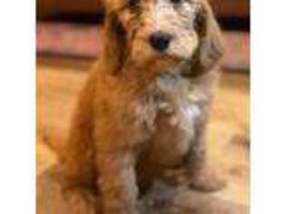 Goldendoodle Puppy for sale in Hacienda Heights, CA, USA