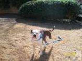 American Bulldog Puppy for sale in CLEVELAND, GA, USA
