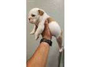 Bulldog Puppy for sale in Tracy, CA, USA