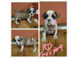 Bulldog Puppy for sale in Granby, MO, USA