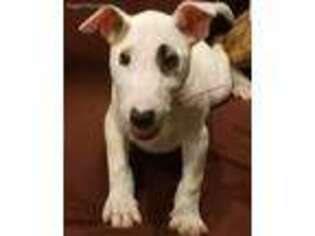 Bull Terrier Puppy for sale in Belmont, OH, USA