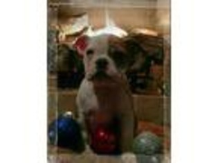 Bulldog Puppy for sale in Clarksville, TN, USA