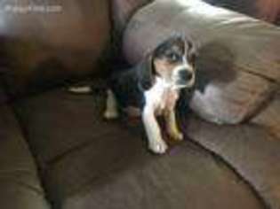 Beagle Puppy for sale in Rogers, AR, USA