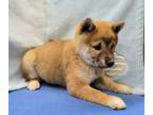 Shiba Inu Puppy for sale in Guthrie, KY, USA