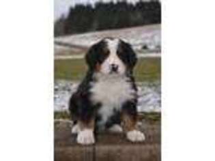 Bernese Mountain Dog Puppy for sale in Clymer, PA, USA