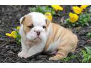Bulldog Puppy for sale in GREENVILLE, NC, USA