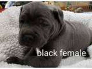 Cane Corso Puppy for sale in Russellville, MO, USA