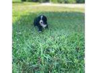 Bernese Mountain Dog Puppy for sale in Dry Ridge, KY, USA