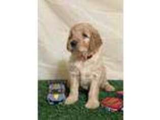 Goldendoodle Puppy for sale in Sheboygan, WI, USA