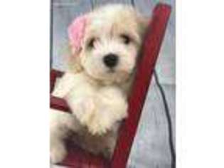 Cavachon Puppy for sale in Edmond, OK, USA