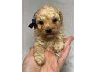 Mutt Puppy for sale in Buffalo, MO, USA