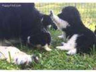 Newfoundland Puppy for sale in Falmouth, MI, USA