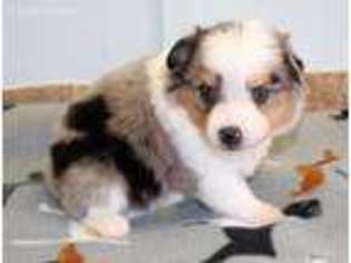 Miniature Australian Shepherd Puppy for sale in Kingsland, TX, USA