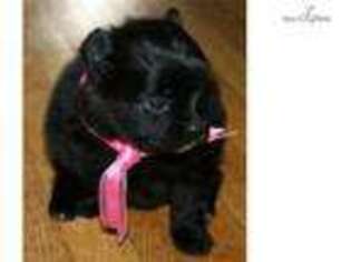 Pomeranian Puppy for sale in Grand Forks, ND, USA