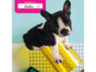 French Bulldog Puppy for sale in Milford, MI, USA