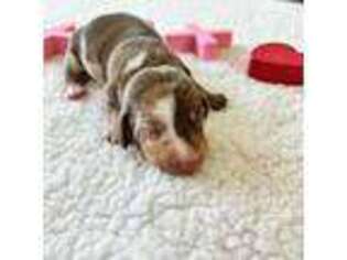 Dachshund Puppy for sale in Tomball, TX, USA