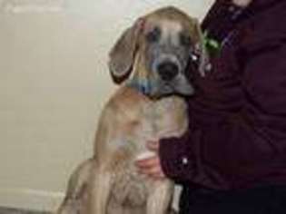 Great Dane Puppy for sale in Thief River Falls, MN, USA