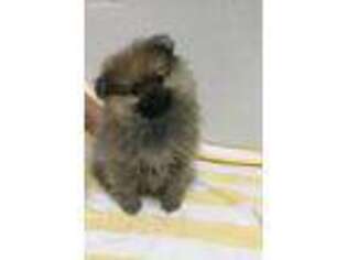 Pomeranian Puppy for sale in Destin, FL, USA