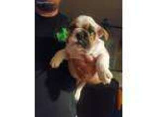 Bulldog Puppy for sale in Canton, TX, USA