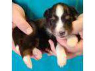 Shetland Sheepdog Puppy for sale in Berkeley Springs, WV, USA