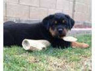 Rottweiler Puppy for sale in MARLBOROUGH, MA, USA