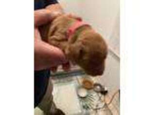 Golden Retriever Puppy for sale in Liberty, SC, USA