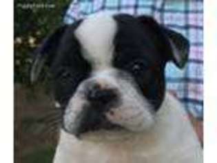 French Bulldog Puppy for sale in Moorpark, CA, USA
