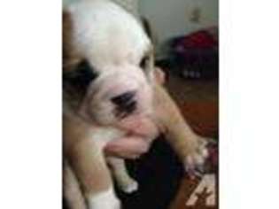 Bulldog Puppy for sale in PRATTVILLE, AL, USA
