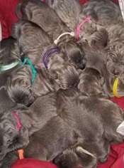 Great Dane Puppy for sale in Florence, OR, USA