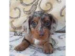 Dachshund Puppy for sale in Batesburg, SC, USA